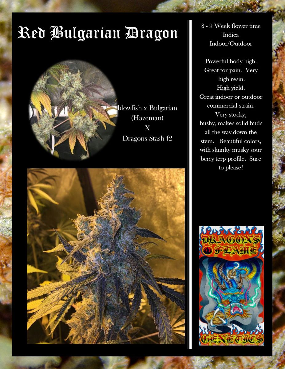 Red Bulgarian Dragon