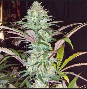 Santa Cruz Dragon archive 0