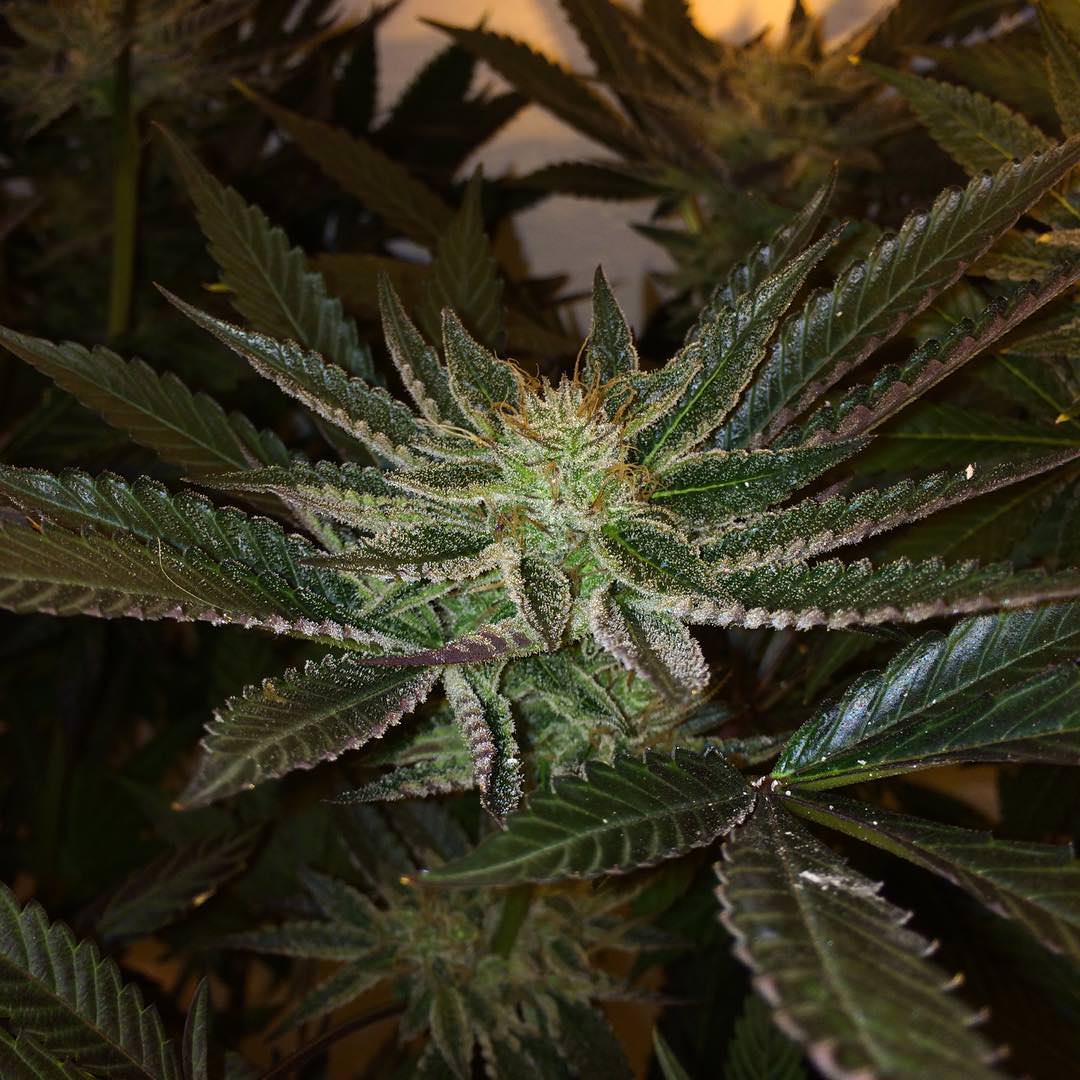 White Larry Dragon archive 0