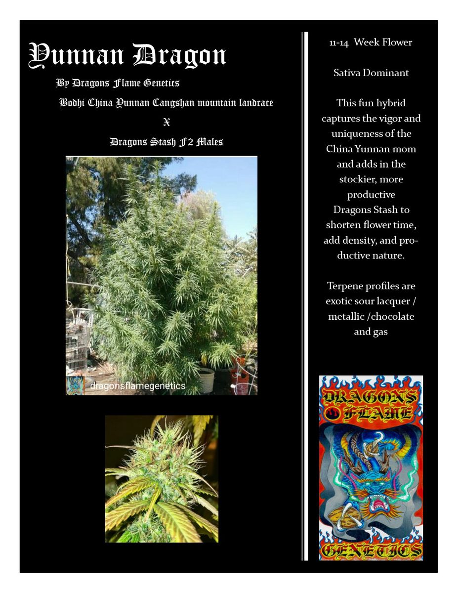 Yunnan Dragon archive 0