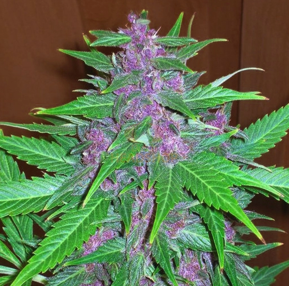 Purple Haze (Dutch-Headshop) :: Cannabis Strain Info :: SeedFinder.eu
