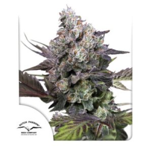 Candy Bubatz XL archive 0