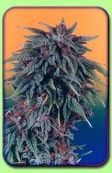 Durban Poison: strain page photo, credit seedfinder.eu, copyright status shown with credit copyright unverified