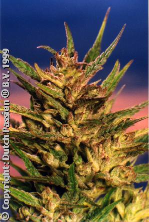 Passion #1 (Dutch Passion) :: Cannabis Strain Info :: SeedFinder.eu