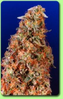 Power Plant (Dutch Passion) :: Cannabis Strain Info :: SeedFinder.eu