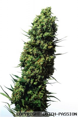 The Ultimate (de Dutch Passion) :: Info de Variedad :: SeedFinder.eu