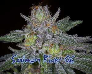 Salmon River OG
