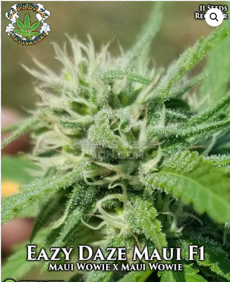 EazyDaze Maui