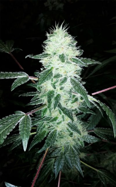 Gorilla Cookies: strain page photo, credit seedfinder.eu, copyright status shown with credit copyright unverified