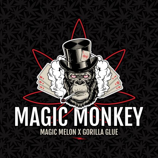 Magic Monkey
