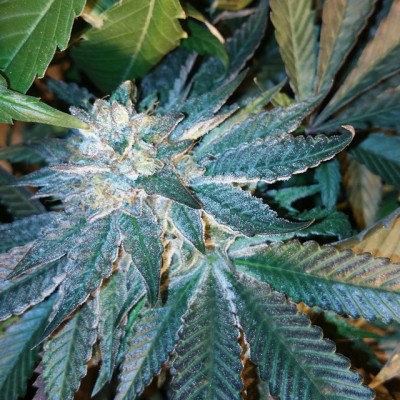 Pre '98 Bubba Kush: strain page photo, credit seedfinder.eu, copyright status shown with credit copyright unverified