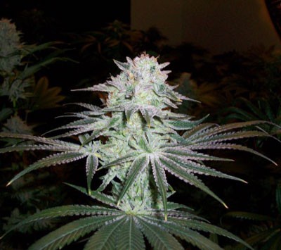 StarFighter: strain page photo, credit seedfinder.eu, copyright status shown with credit copyright unverified