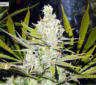 Super Silver Haze: strain page photo, credit seedfinder.eu, copyright status shown with credit copyright unverified
