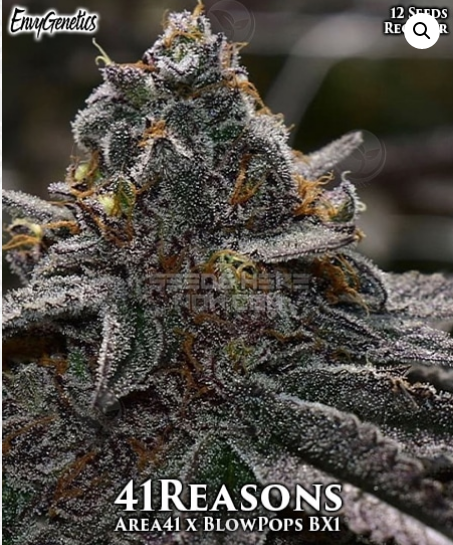 ENVY  41 Reasons (Envy Genetics) :: Cannabis Strain Info :: SeedFinder.eu