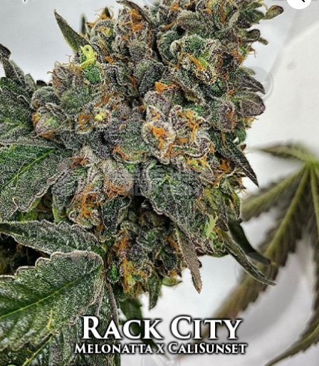 Rack City (Envy Genetics) :: Cannabis Strain Info :: SeedFinder.eu