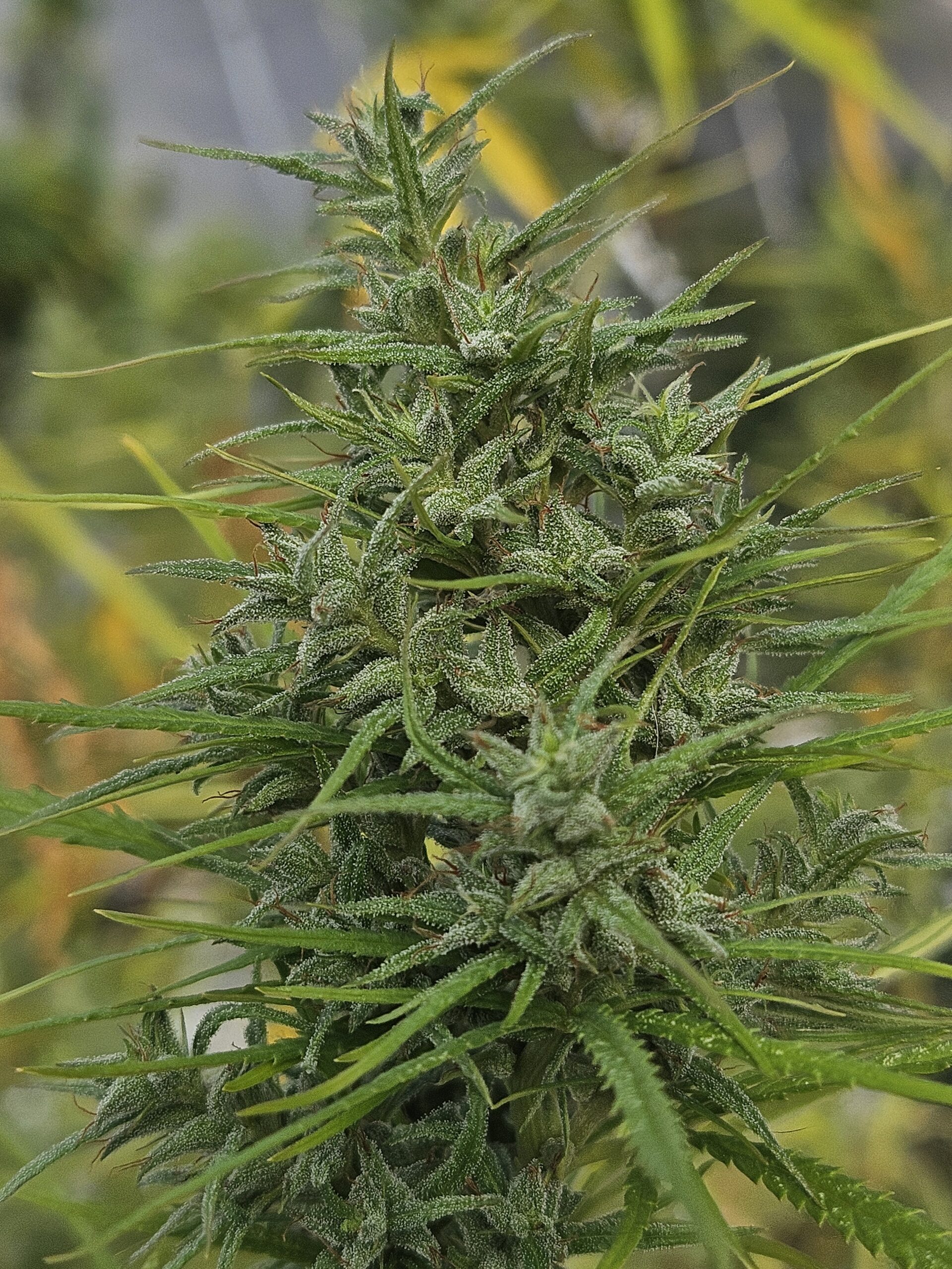 Darjeeling New Guinea archive 0