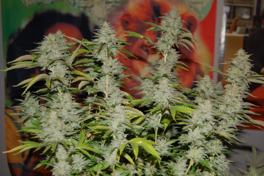 Foto de la variedad Chocolate Berry
