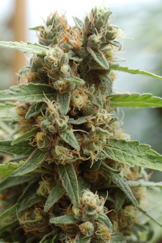 NYCD: strain page photo, credit seedfinder.eu, copyright status shown with credit copyright unverified