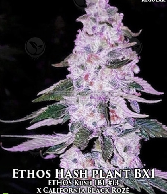 Ethos Hashplant