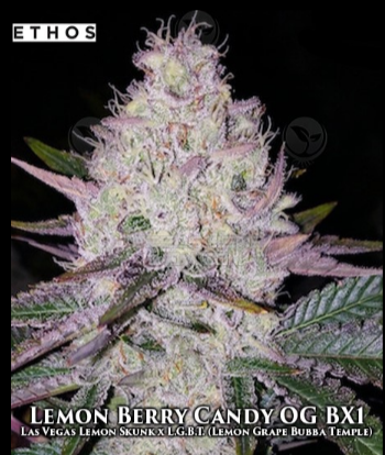 Lemon Berry Candy OG