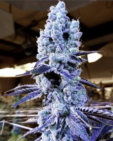 Mandarin Cookies R1 V2