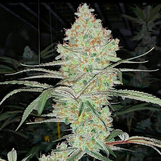 Super Lemon Haze IBL V1 (Ethos Genetics) :: Cannabis Strain Info