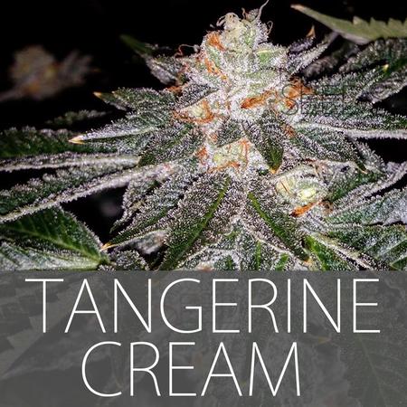 Tangerine Cream