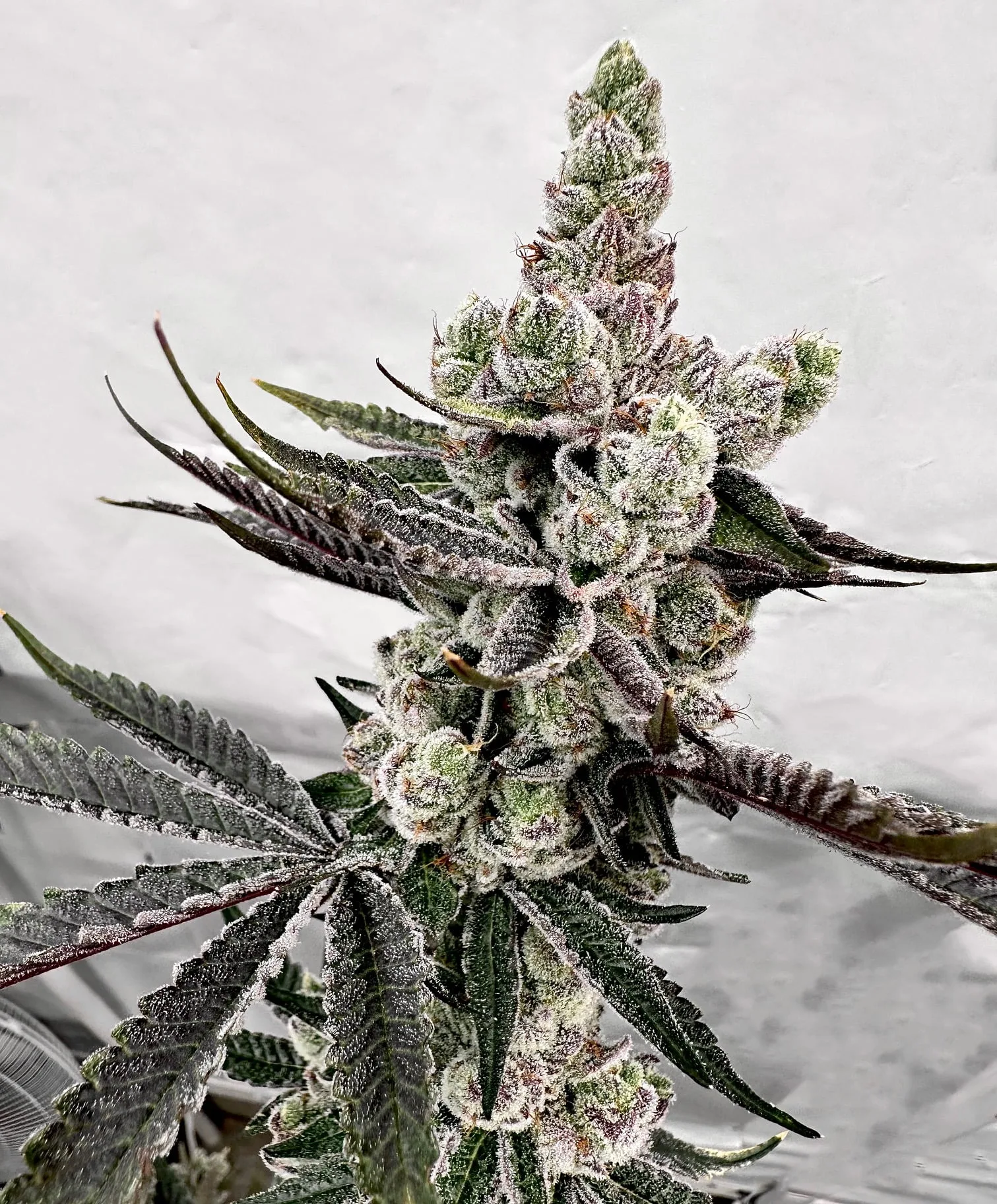 Petrol Potion flowering cannabis, as labeled by the cited photo source