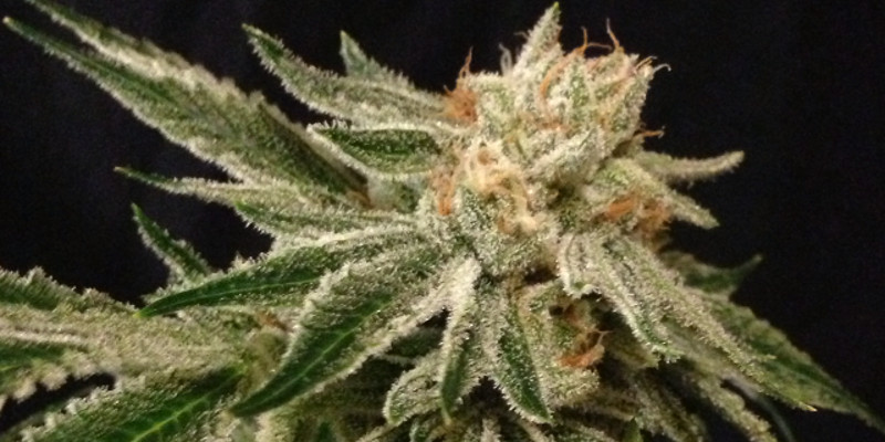 After Life OG archive 0