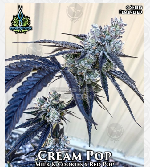 Cream Pop flowering cannabis, as labeled by the cited photo source