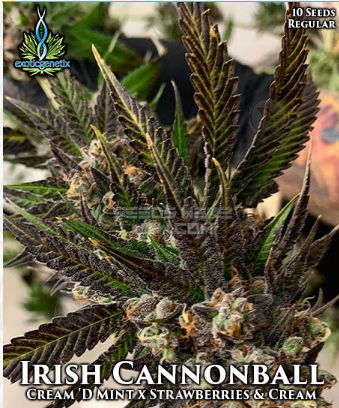 Irish Cannonball flowering cannabis, as labeled by the cited photo source