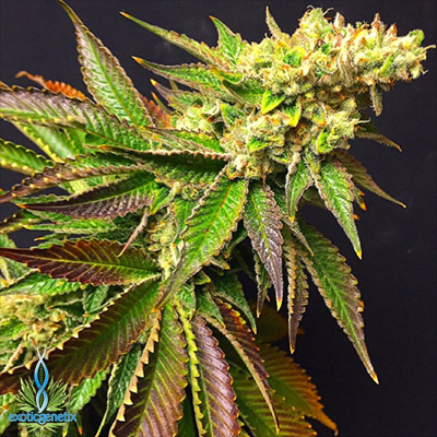 Lemon Meringue: strain page photo, credit seedfinder.eu, copyright status shown with credit copyright unverified
