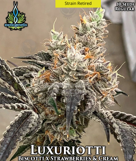 Luxuriotti flowering cannabis, as labeled by the cited photo source