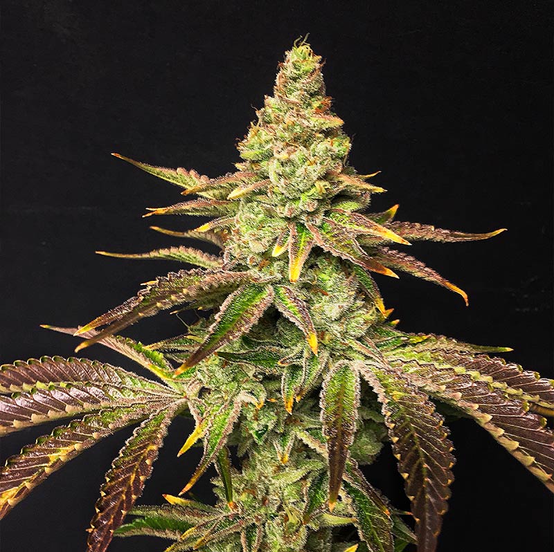 Mint Chocolate Chip: strain page photo, credit seedfinder.eu, copyright status shown with credit copyright unverified