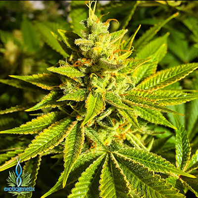 Orange Cream: strain page photo, credit seedfinder.eu, copyright status shown with credit copyright unverified