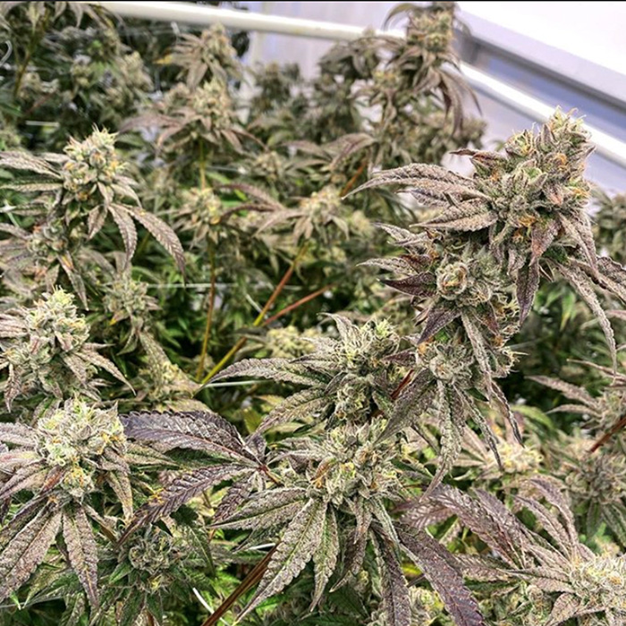 Rainbow Runtz: strain page photo, credit seedfinder.eu, copyright status shown with credit copyright unverified