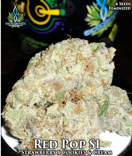 Red Pop: strain page photo, credit seedfinder.eu, copyright status shown with credit copyright unverified