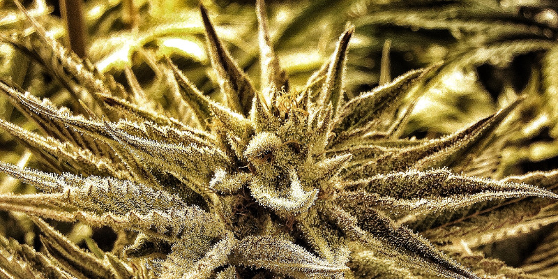 Starfighter IX2 flowering cannabis, as labeled by the cited photo source