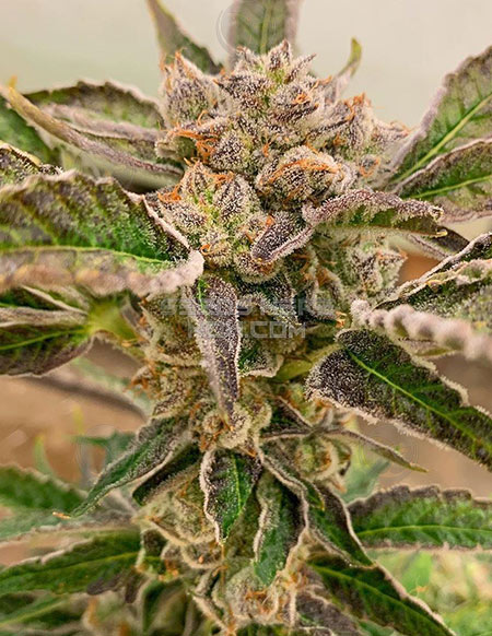 Strawberries and Cream: strain page photo, credit seedfinder.eu, copyright status shown with credit copyright unverified