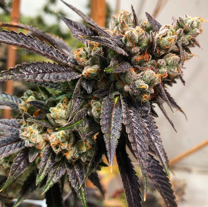 Tina: strain page photo, credit seedfinder.eu, copyright status shown with credit copyright unverified
