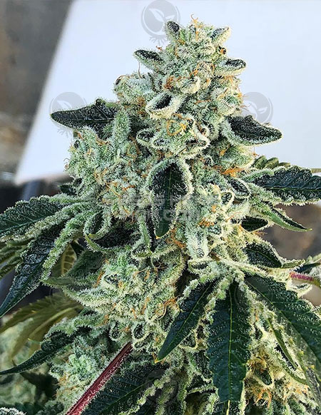 Vanilla Gorilla flowering cannabis, as labeled by the cited photo source