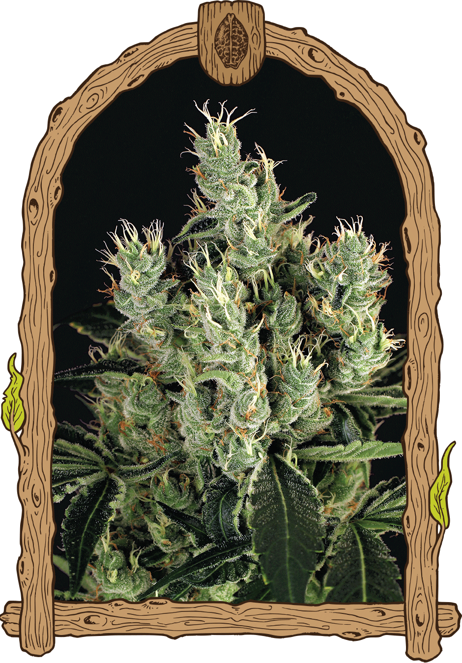 Tangerine Band archive 0