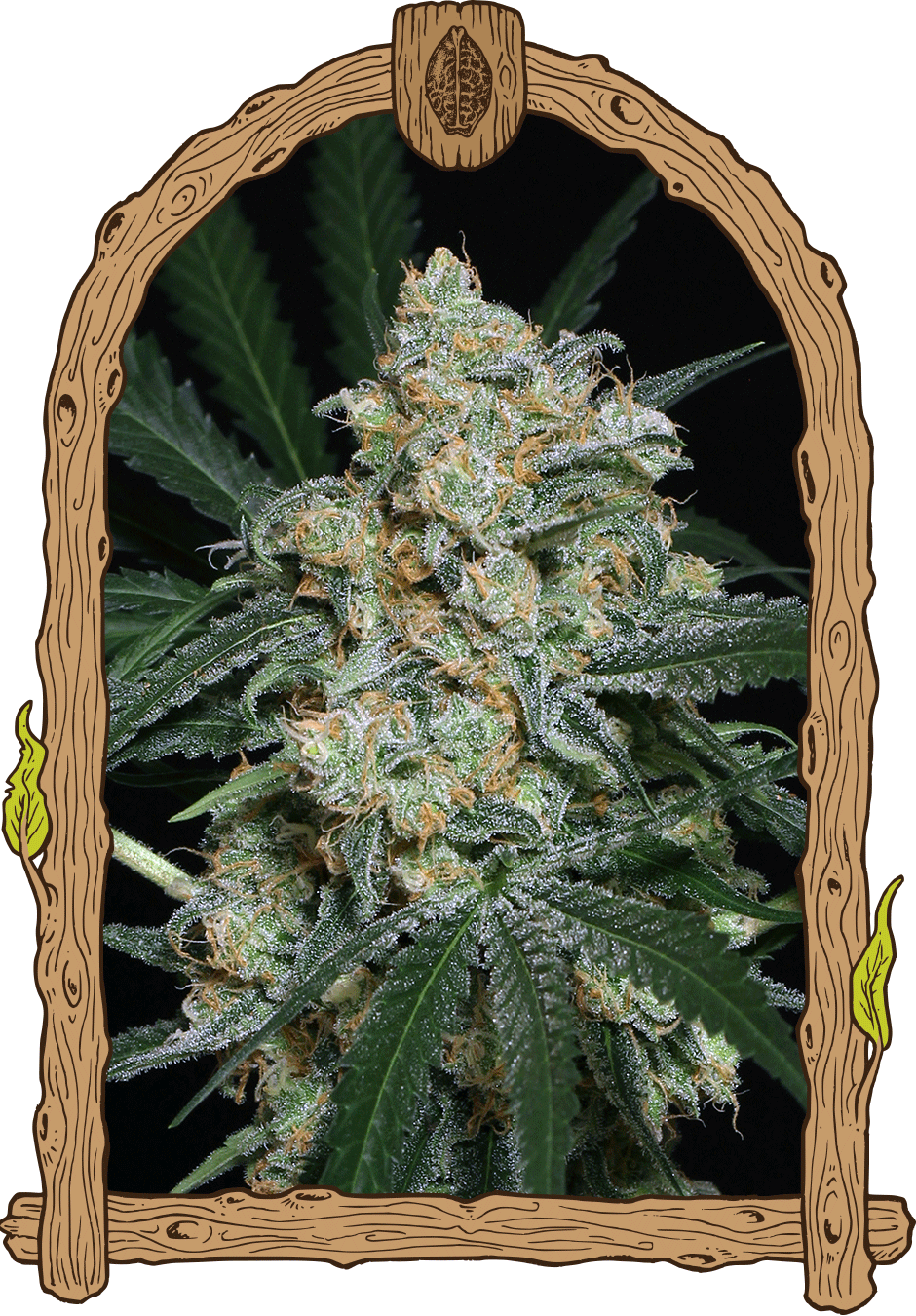 Zkittalicious Auto archive 0