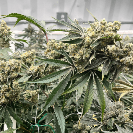 Sugar Shack flowering cannabis, as labeled by the cited photo source