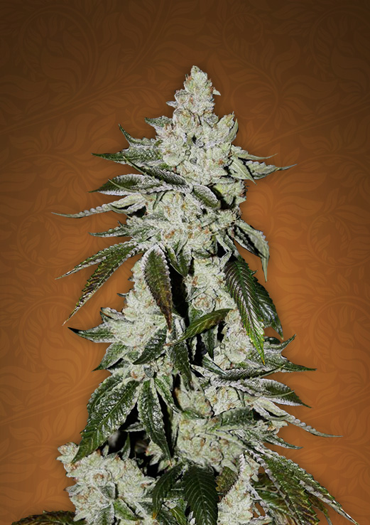 Girl Scout Cookies: strain page photo, credit seedfinder.eu, copyright status shown with credit copyright unverified