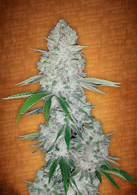 Gorilla Glue: strain page photo, credit seedfinder.eu, copyright status shown with credit copyright unverified