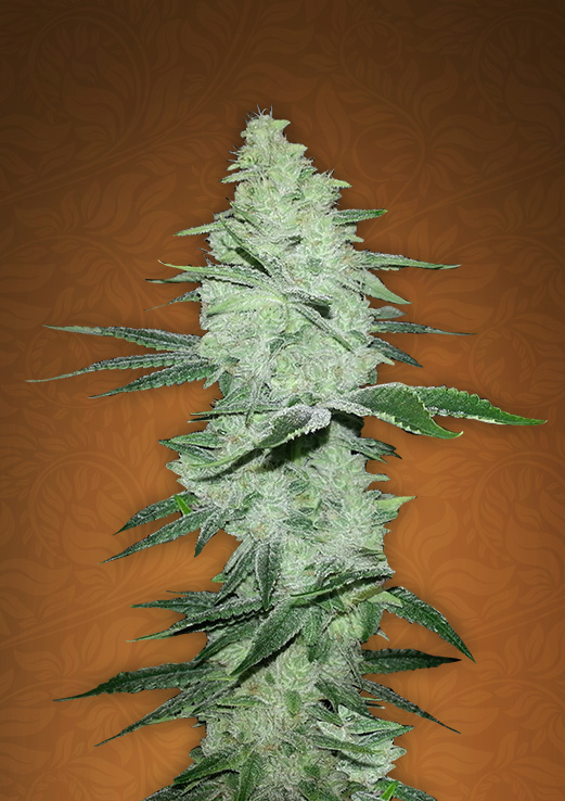 Six Shooter: strain page photo, credit seedfinder.eu, copyright status shown with credit copyright unverified
