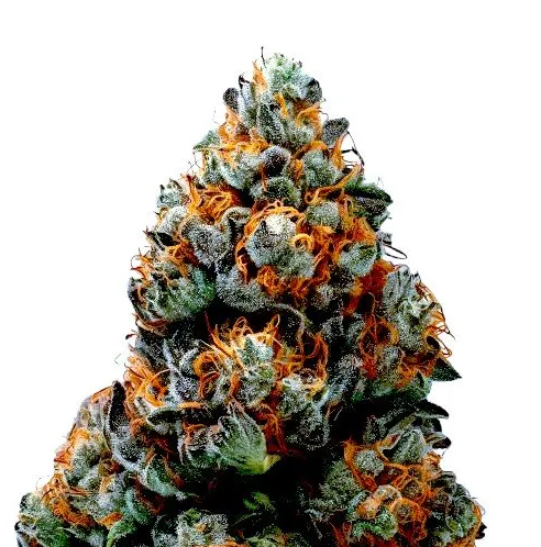 Alien OG Auto (Fatbush Seeds) :: Cannabis Strain Info :: SeedFinder.eu