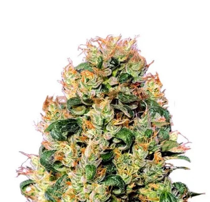 Orange Cookies: strain page photo, credit seedfinder.eu, copyright status shown with credit copyright unverified