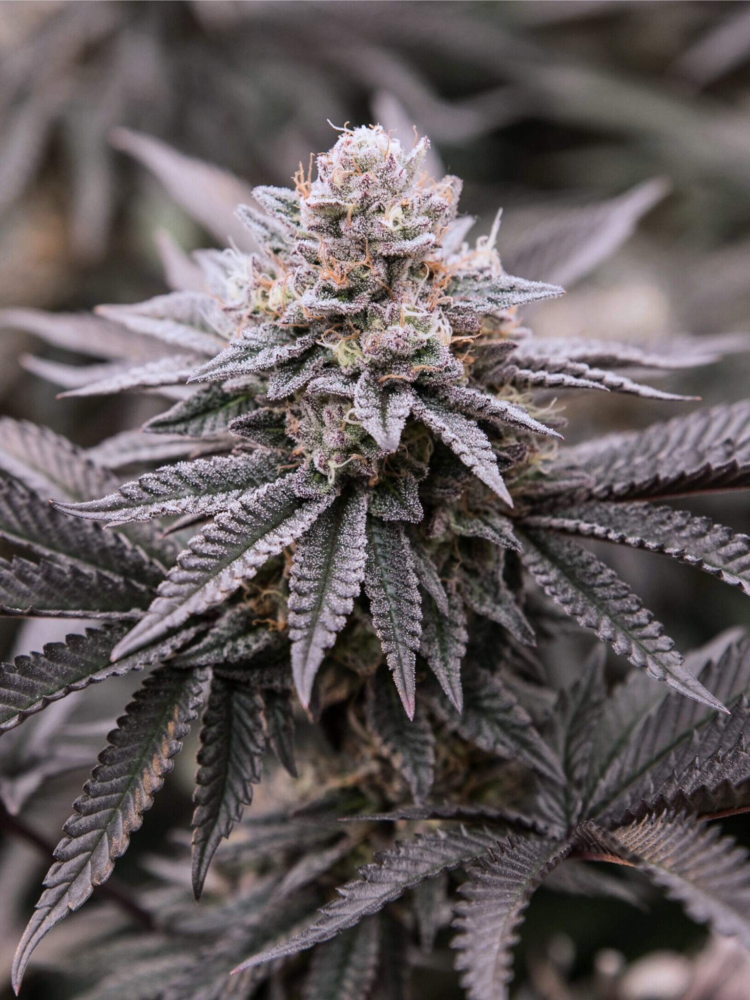 レモン Tropi Lemon Z (Flying Genetics) :: Cannabis Strain Info
